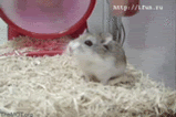 hamster weeeeee
